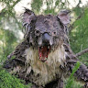 Meet your Posher, Abigail